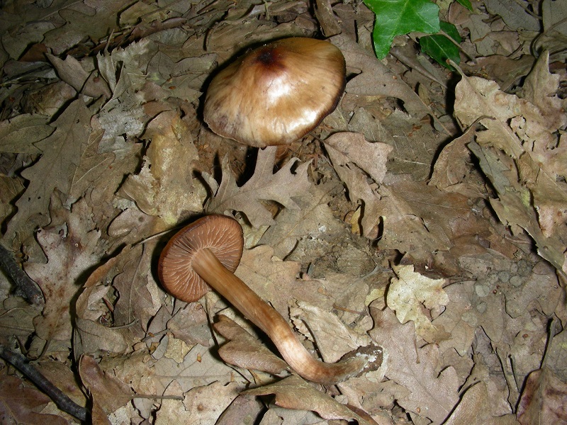 11)Vecchio ritrov.aprile 2010.bosco aghifoglie latifoglie