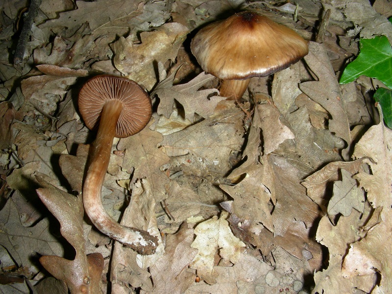 11)Vecchio ritrov.aprile 2010.bosco aghifoglie latifoglie