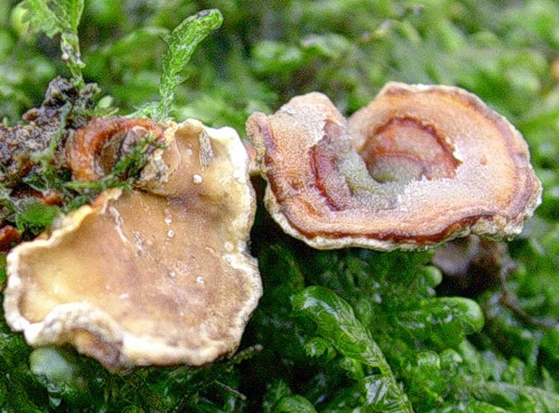 12)Vecchio ritrov.aprile 2010.bosco aghifoglie latifoglie