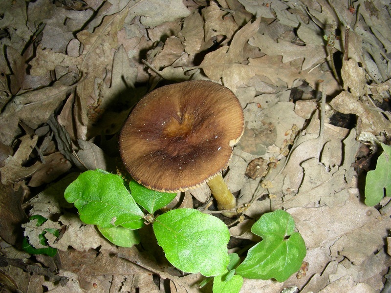 13)Vecchio ritrov.aprile 2010.bosco aghifoglie latifoglie