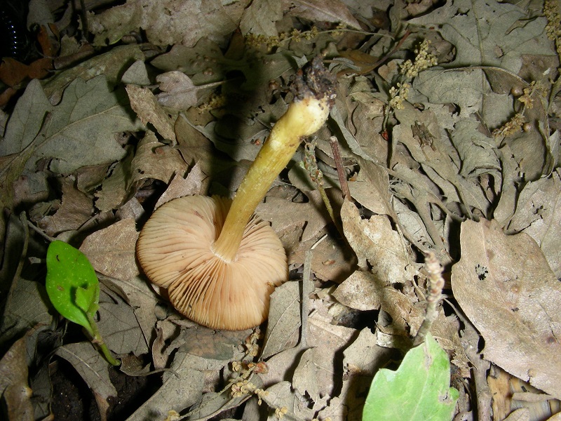 13)Vecchio ritrov.aprile 2010.bosco aghifoglie latifoglie