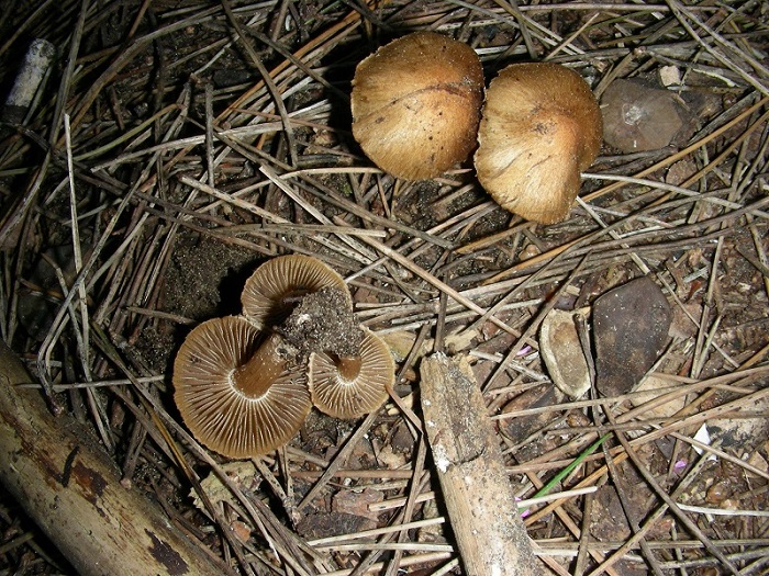 14)Vecchio ritrov.aprile 2010.bosco aghifoglie latifoglie