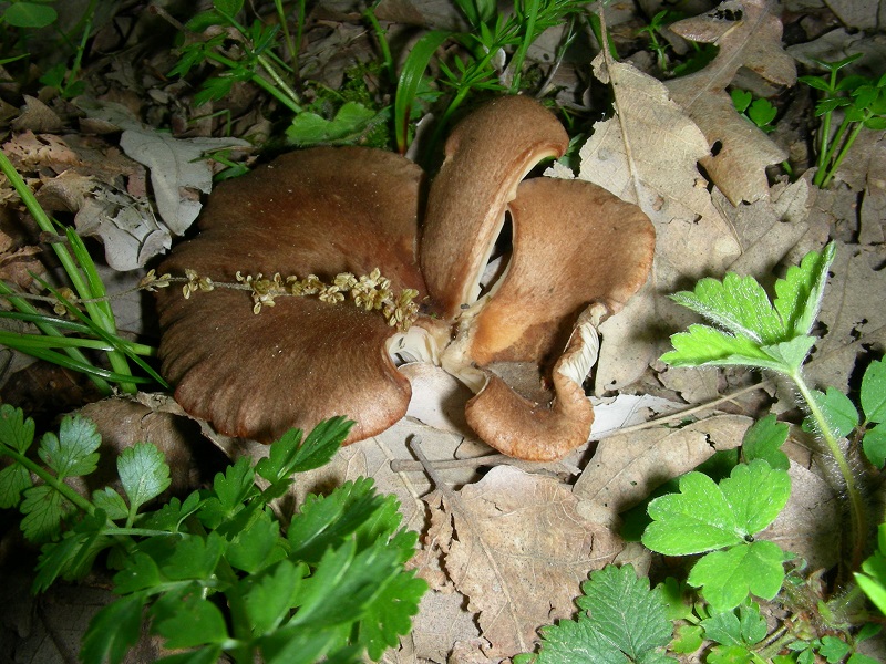15)Vecchio ritrov.aprile 2010.bosco aghifoglie latifoglie