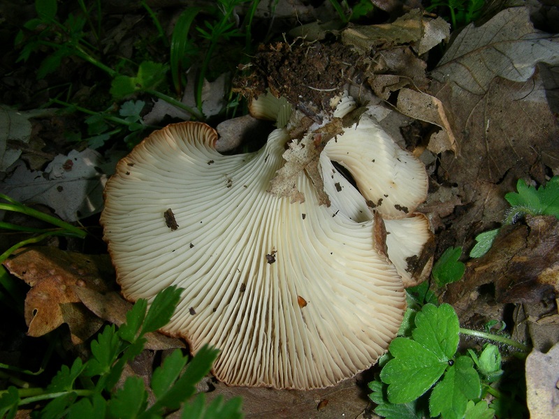 15)Vecchio ritrov.aprile 2010.bosco aghifoglie latifoglie