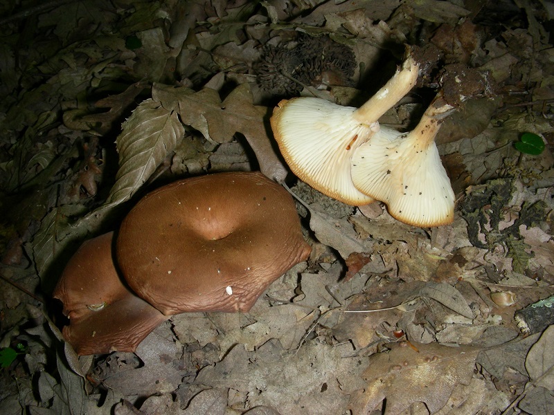 15)Vecchio ritrov.aprile 2010.bosco aghifoglie latifoglie