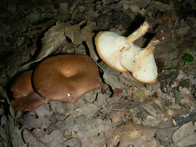 15)Vecchio ritrov.aprile 2010.bosco aghifoglie latifoglie