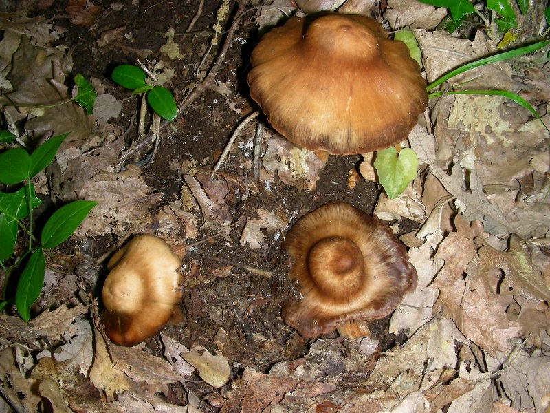 16)Vecchio ritrov.aprile 2010.bosco aghifoglie latifoglie ultimo del 4.10