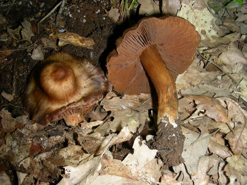 16)Vecchio ritrov.aprile 2010.bosco aghifoglie latifoglie ultimo del 4.10