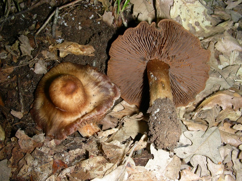 16)Vecchio ritrov.aprile 2010.bosco aghifoglie latifoglie ultimo del 4.10