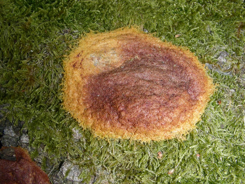 1)Vecchio ritrov.aprile 2010 sotto Quercia