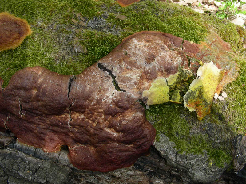 1)Vecchio ritrov.aprile 2010 sotto Quercia