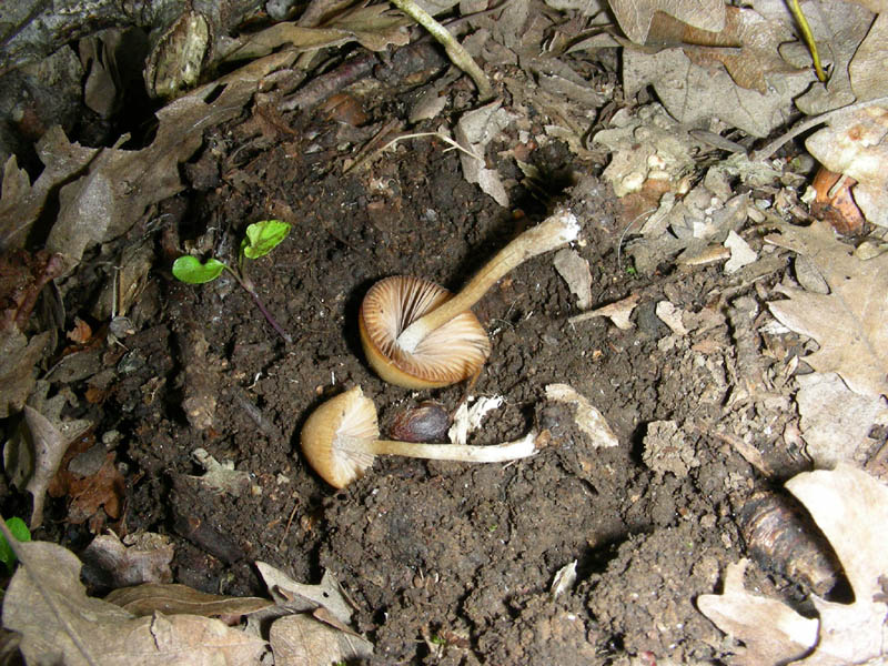 2)Vecchio ritrov. aprile 2010.sotto Quercia