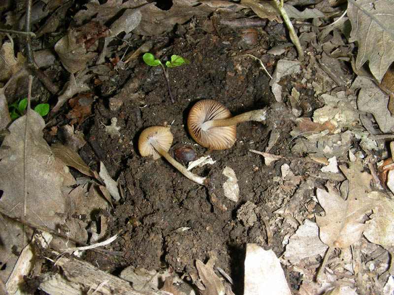 2)Vecchio ritrov. aprile 2010.sotto Quercia