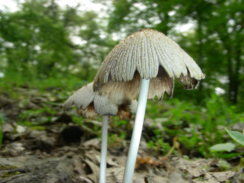 3)Vecchio ritrov.aprile 2010.sotto Quercia