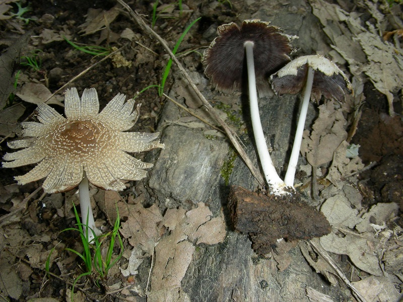 3)Vecchio ritrov.aprile 2010.sotto Quercia