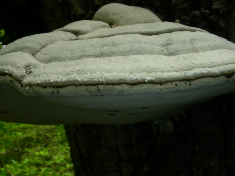 4)Vecchio ritrov. aprile 2010.sotto Quercia