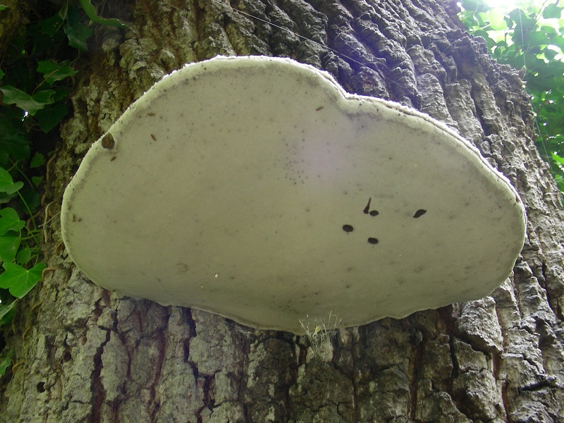 4)Vecchio ritrov. aprile 2010.sotto Quercia