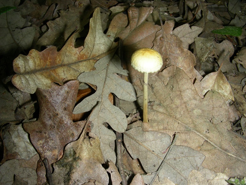 5)Vecchio ritrov.aprile 2010.sotto Quercia