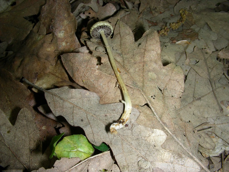 5)Vecchio ritrov.aprile 2010.sotto Quercia