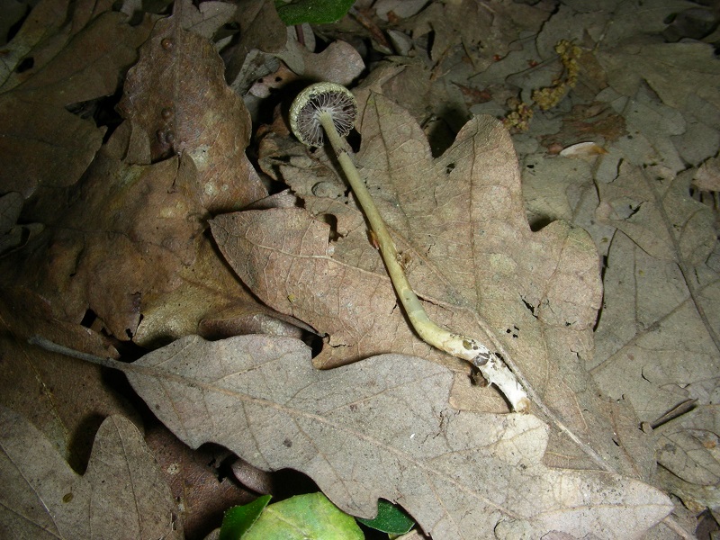 5)Vecchio ritrov.aprile 2010.sotto Quercia