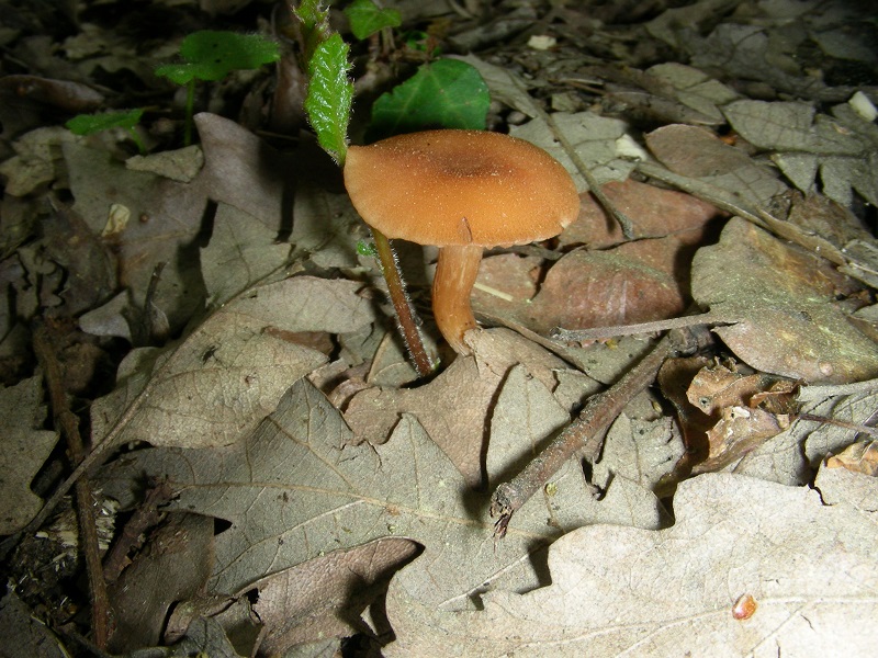 6)Vecchio ritrov. aprile 2010. sotto Quercia