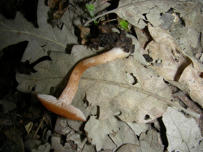 6)Vecchio ritrov. aprile 2010. sotto Quercia