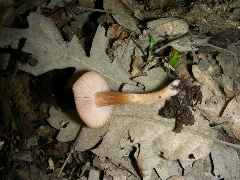 6)Vecchio ritrov. aprile 2010. sotto Quercia