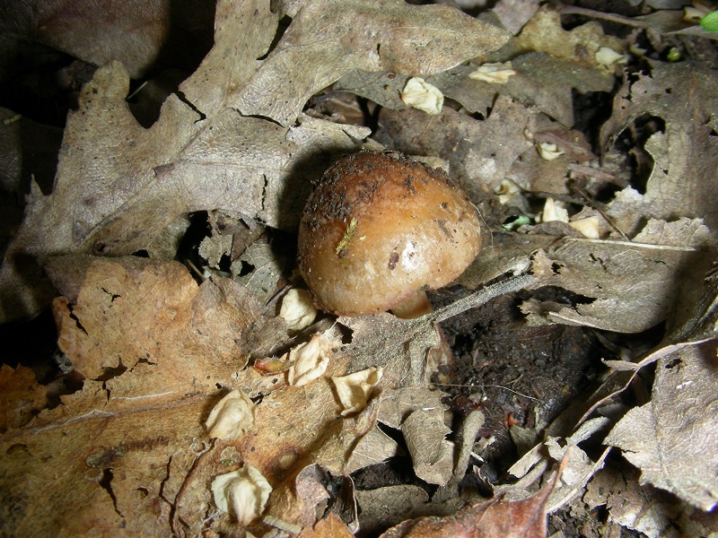 7)Vecchio ritrov. aprile 2010.sotto Quercia