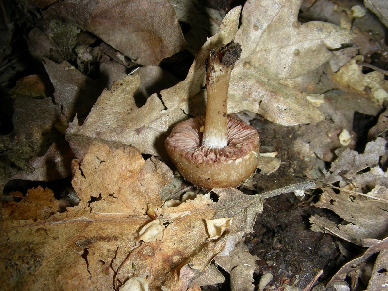 7)Vecchio ritrov. aprile 2010.sotto Quercia