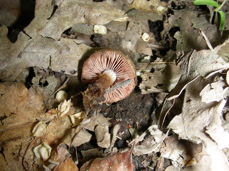 7)Vecchio ritrov. aprile 2010.sotto Quercia