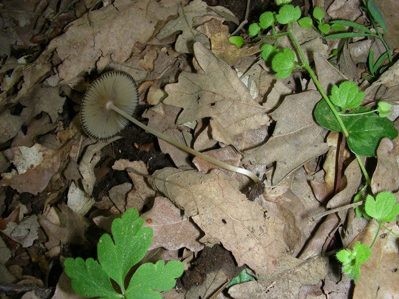 10)Vecchio ritrov. aprile 2010.sotto Quercia