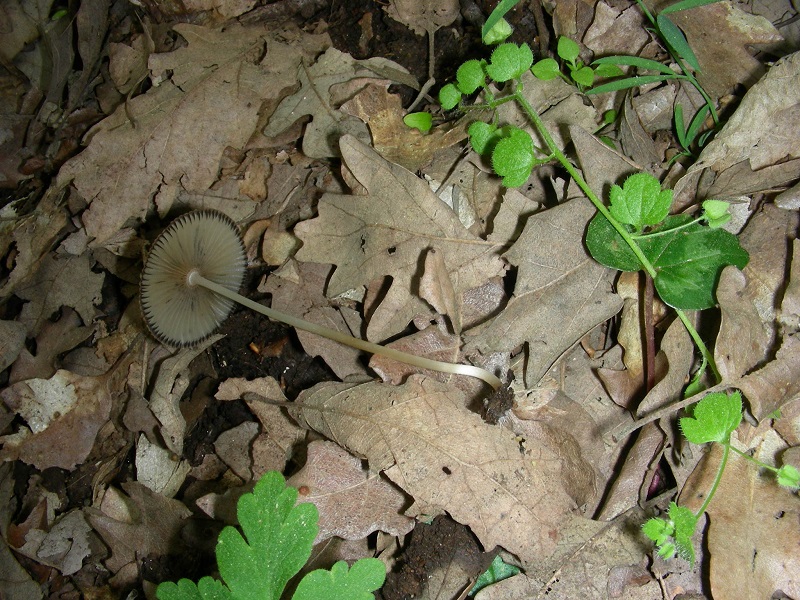 10)Vecchio ritrov. aprile 2010.sotto Quercia