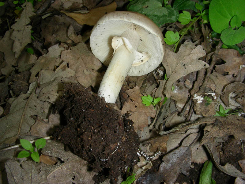 12)Vecchio ritrov. aprile 2010. sotto Quercia ultimo del 4.10.