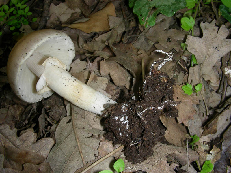 12)Vecchio ritrov. aprile 2010. sotto Quercia ultimo del 4.10.