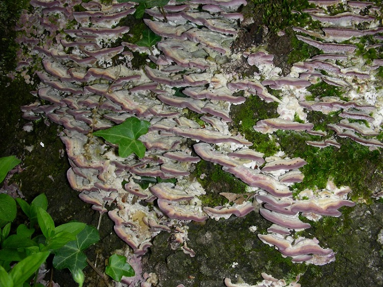 8)Vecchio ritrov.aprile 2010. sotto Quercia