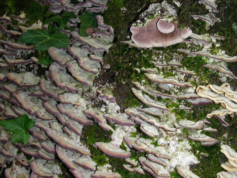 8)Vecchio ritrov.aprile 2010. sotto Quercia