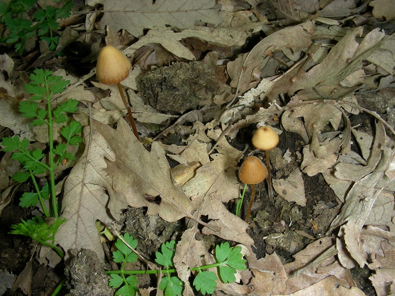 9)Vewcchio ritrov.aprile 2010.sotto Quercia