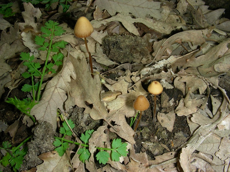 9)Vewcchio ritrov.aprile 2010.sotto Quercia