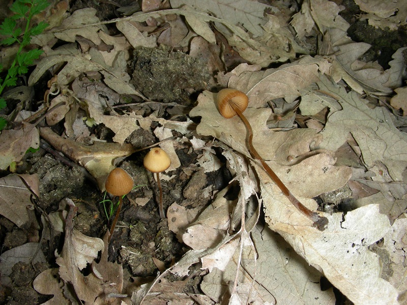 9)Vewcchio ritrov.aprile 2010.sotto Quercia