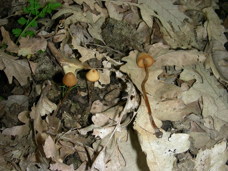 9)Vewcchio ritrov.aprile 2010.sotto Quercia