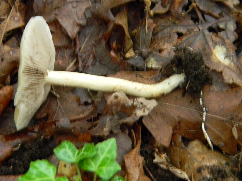 1)Vecchio ritrov.maggio 2013.sotto Quercia