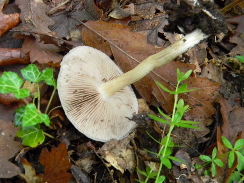 1)Vecchio ritrov.maggio 2013.sotto Quercia