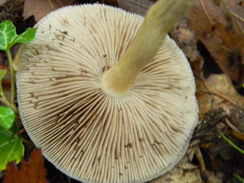 1)Vecchio ritrov.maggio 2013.sotto Quercia