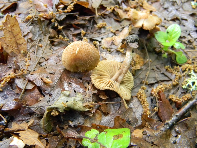 3)Vecchio ritrov.maggio 2013.sotto Quercia