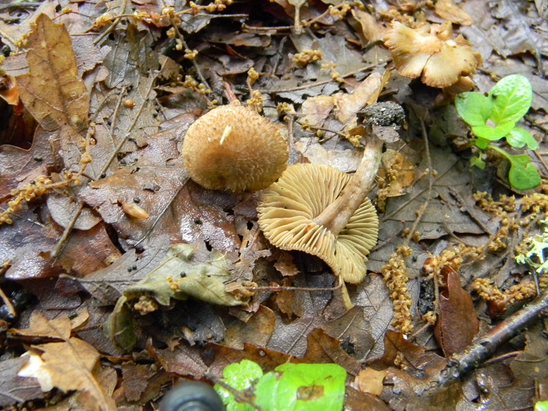 3)Vecchio ritrov.maggio 2013.sotto Quercia