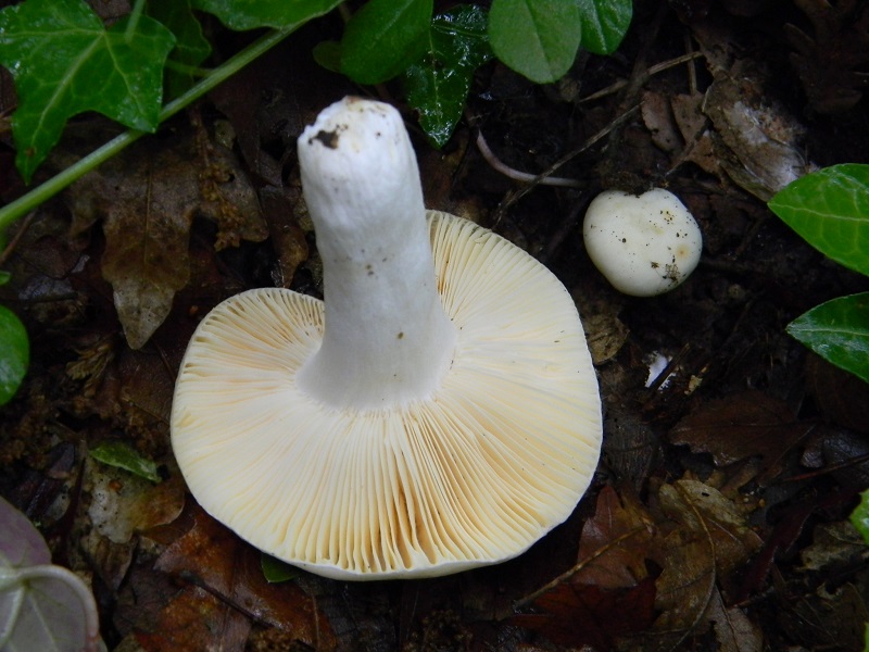 4)Vecchio ritrov.maggio 2013 sotto Quercia