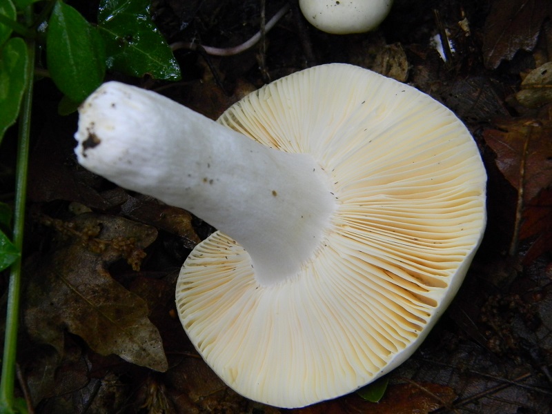 4)Vecchio ritrov.maggio 2013 sotto Quercia