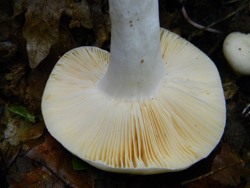 4)Vecchio ritrov.maggio 2013 sotto Quercia