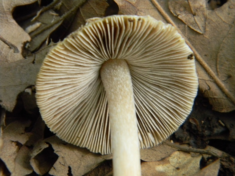 5)Vecchio ritrov.maggio 2013 sotto Quercia