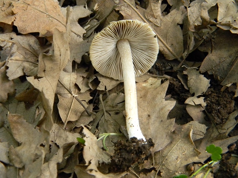 5)Vecchio ritrov.maggio 2013 sotto Quercia